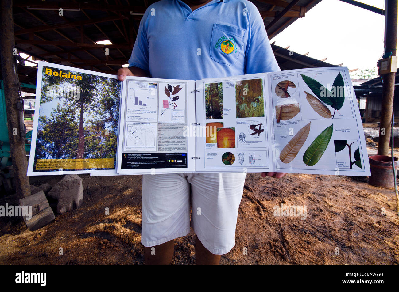 A sales representative from a logging mill displays trees that can be legally felled from the rainforest. Stock Photo