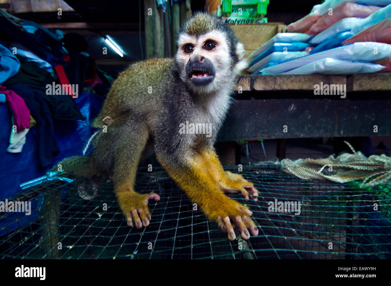 Monkey market cage hi-res stock photography and images - Alamy