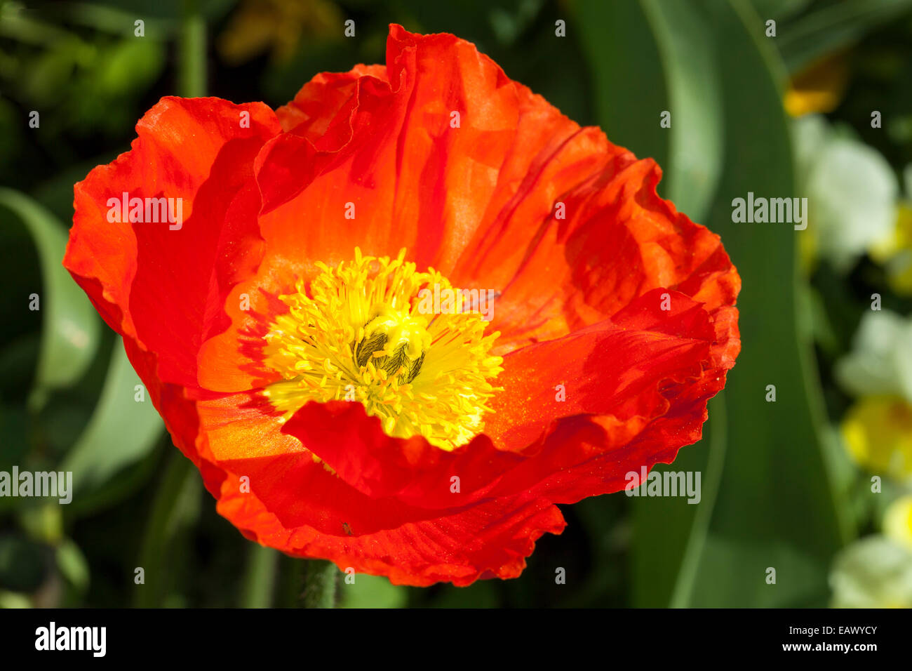 Iceland poppy (Papaver nudicaule), 'Pulchinella Improved Red' Stock Photo