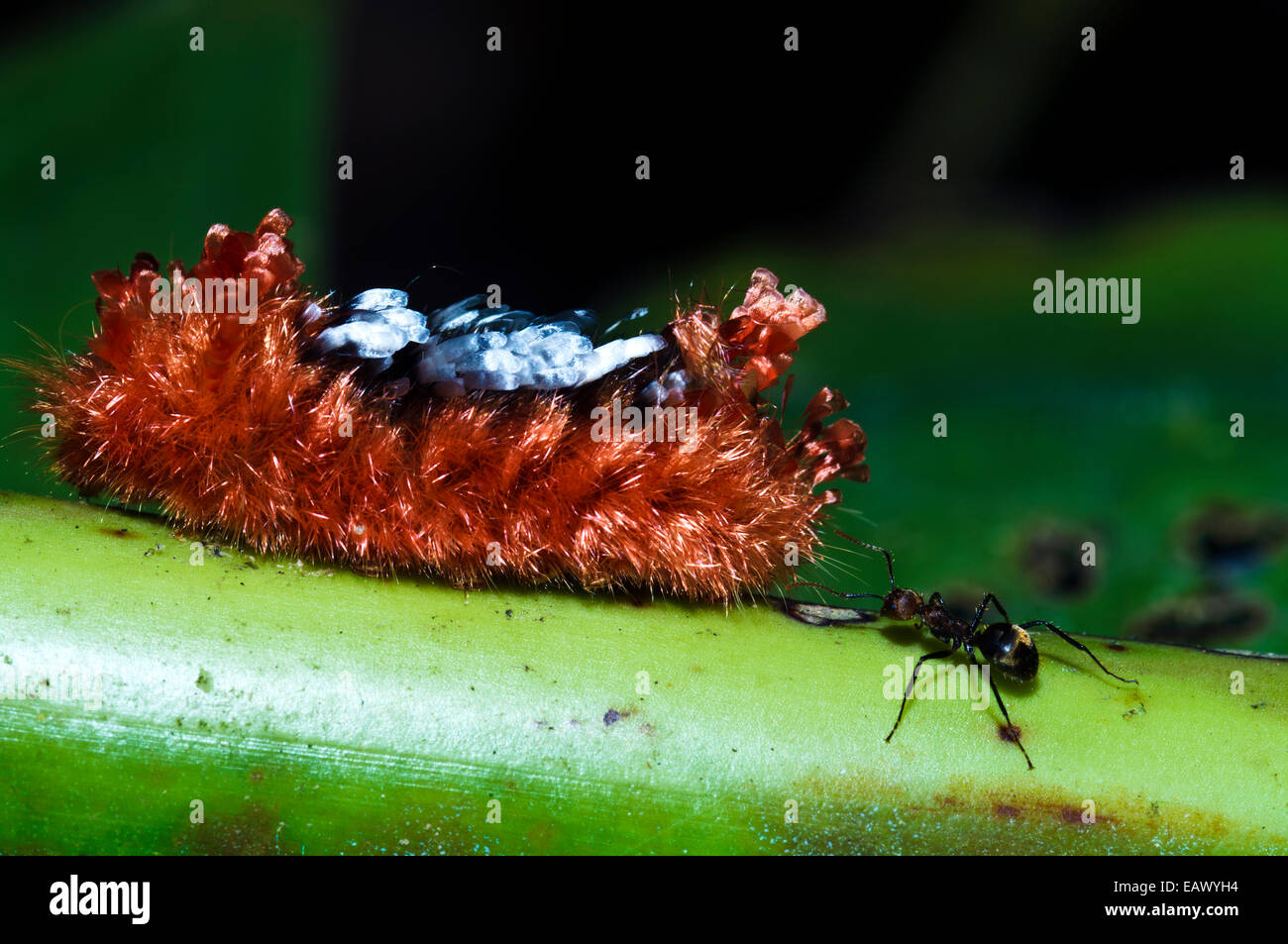 A thick coat of poisonous hairs protects the Tarchon larvae of a moth ...