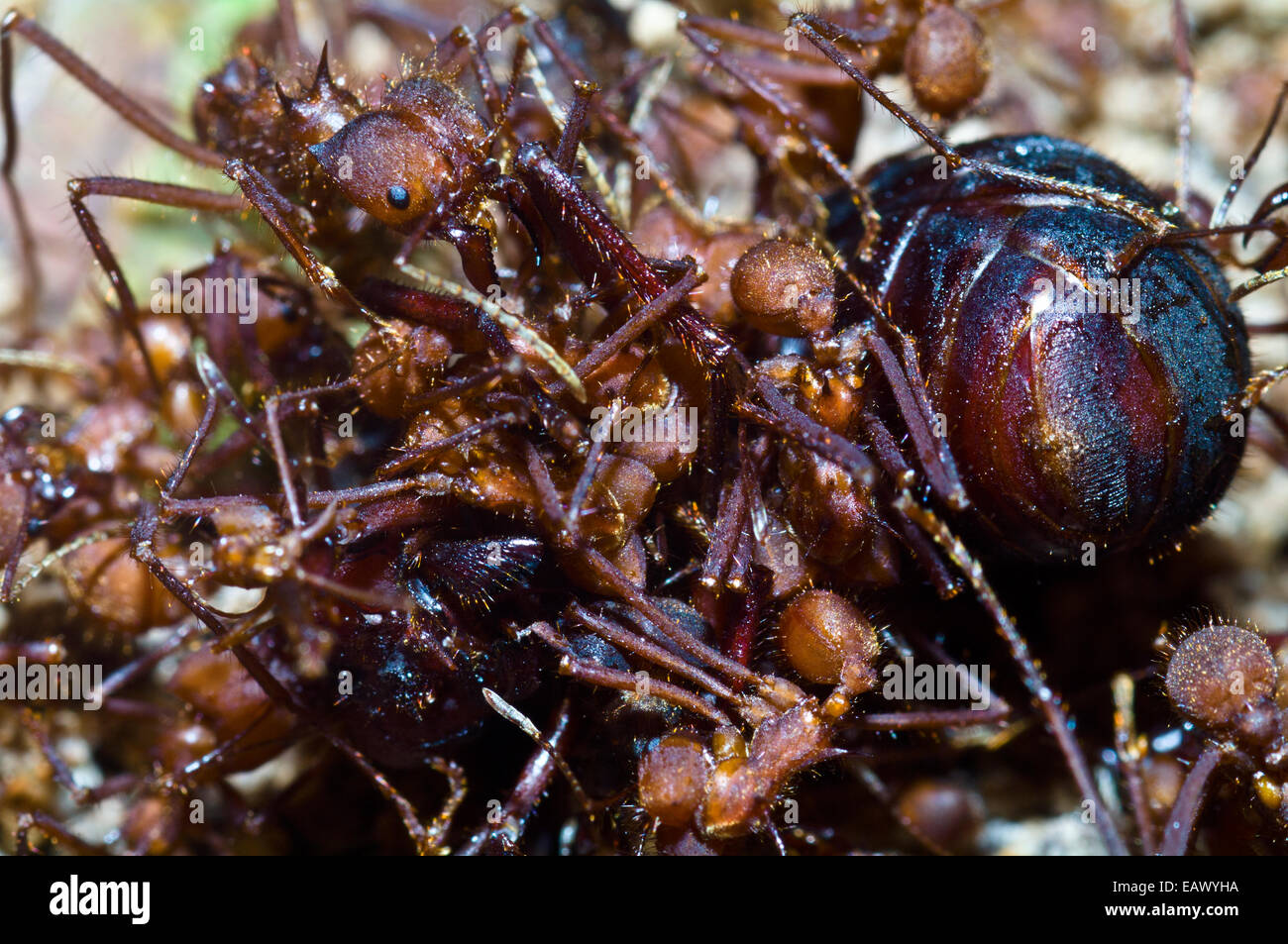 Leaf cutter ant soldiers attack and dismember a rival alate queen captured on her nuptial flight. Stock Photo