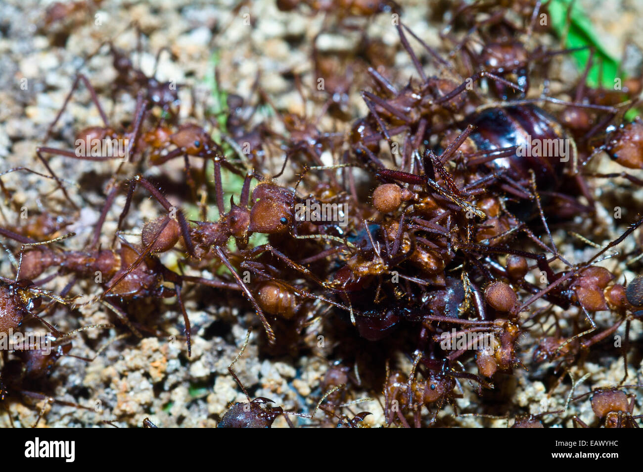 Leaf cutter ant soldiers attack and dismember a rival alate queen captured on her nuptial flight. Stock Photo