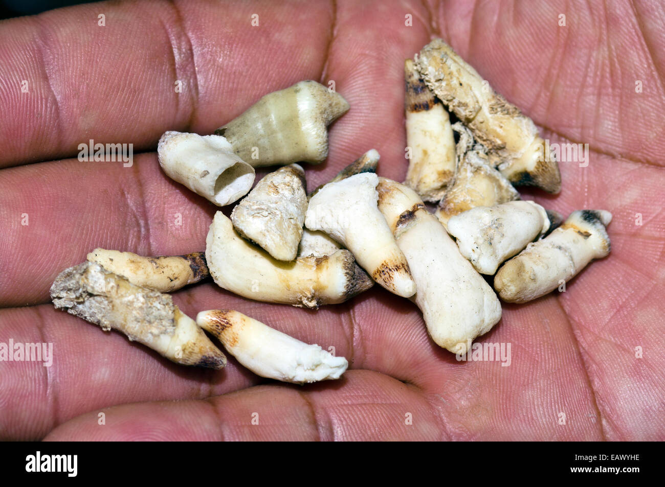 The teeth of a dead Caiman for sale as traditional medicine in an Amazon River town black market. Stock Photo