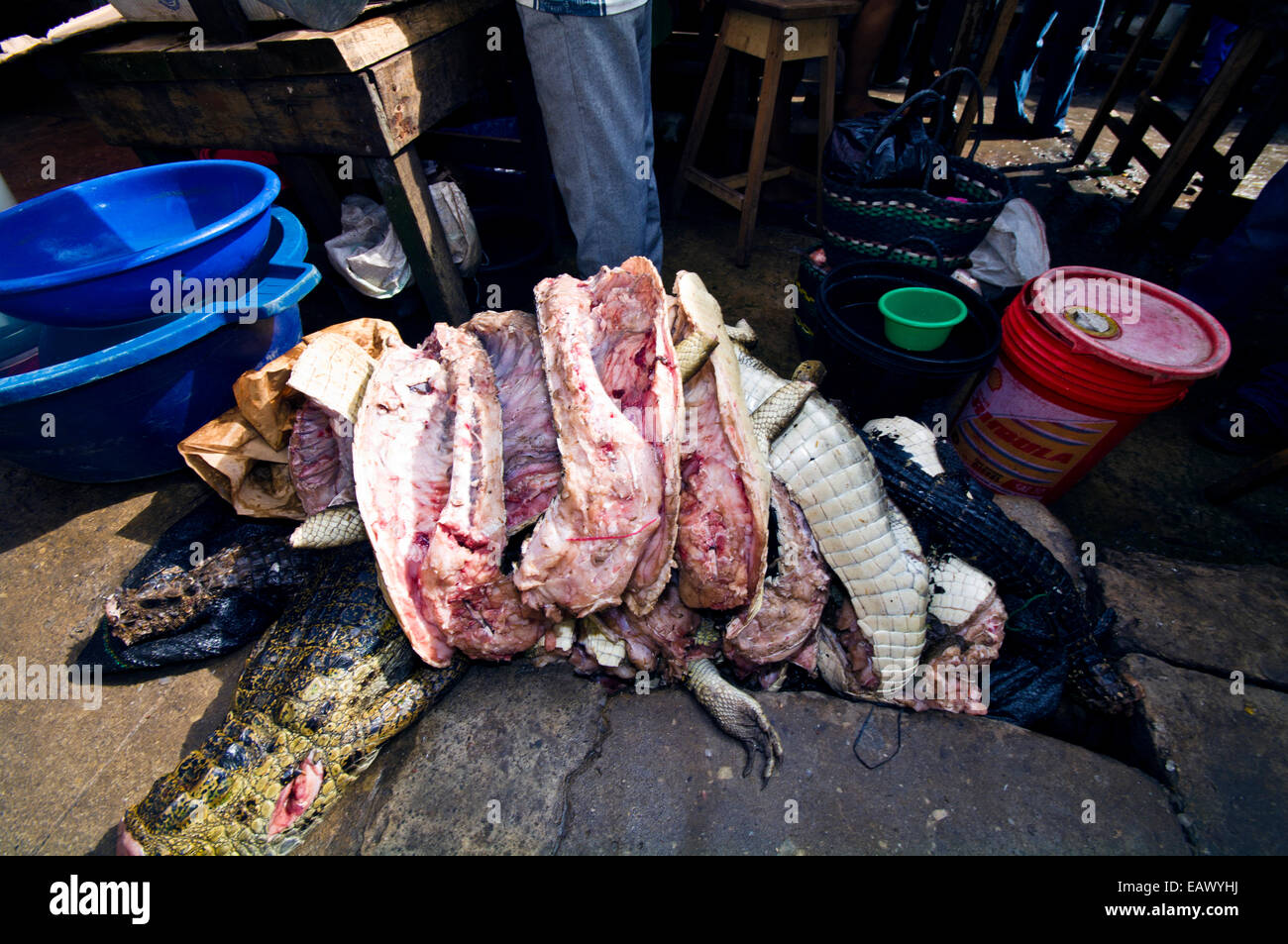 A pile of meat from dead Black Caimans for sale in an Amazon River town black market. Stock Photo