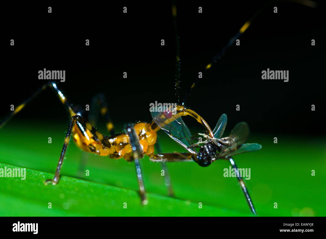 An Assassin Bug skewering a fly with it's sharp proboscis to drink the ...