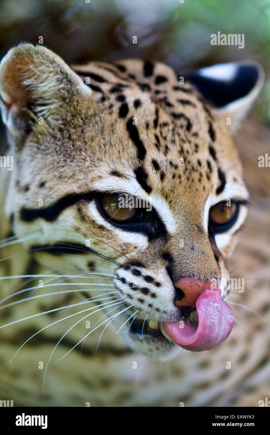 An Ocelot licks its nose clean with a pink tongue after it was rescued from poachers. Stock Photo