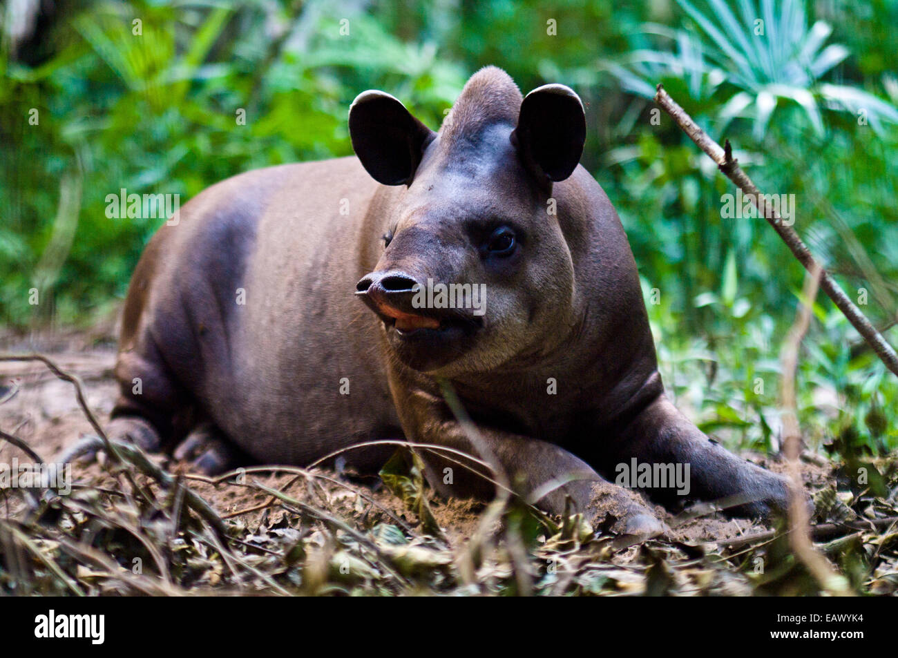 A South American Tapir sniffs the air with its long flexible nose and nostrils while listening. Stock Photo
