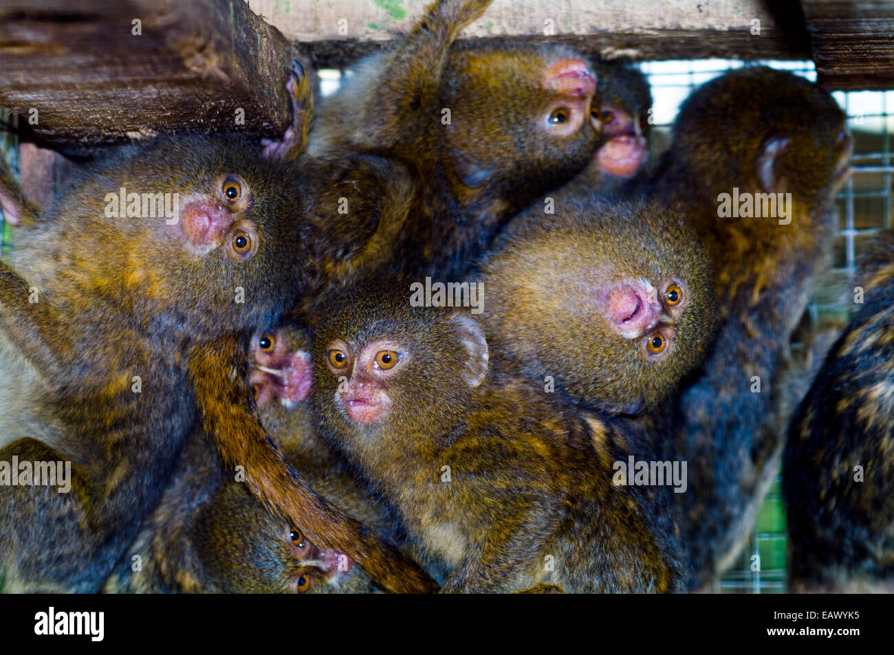 A troop of pygmy marmoset cower in the corner of a cage after being rescued from poachers. Stock Photo