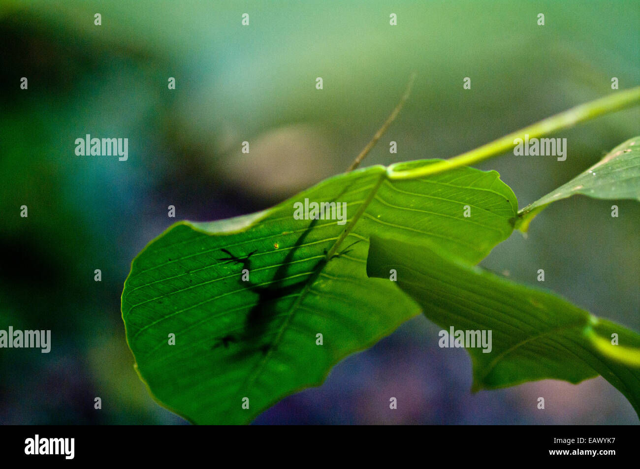 The silhouette of an Anole basking in the sun on a large rainforest leaf. Stock Photo