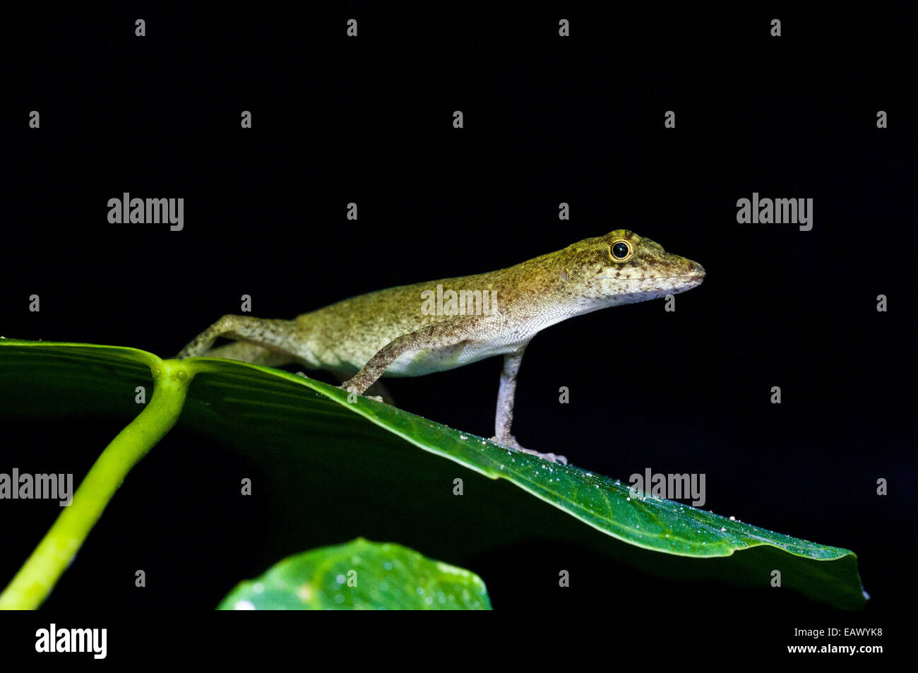 A slender Amazon anole perched upon a leaf in the Amazon rainforest. Stock Photo