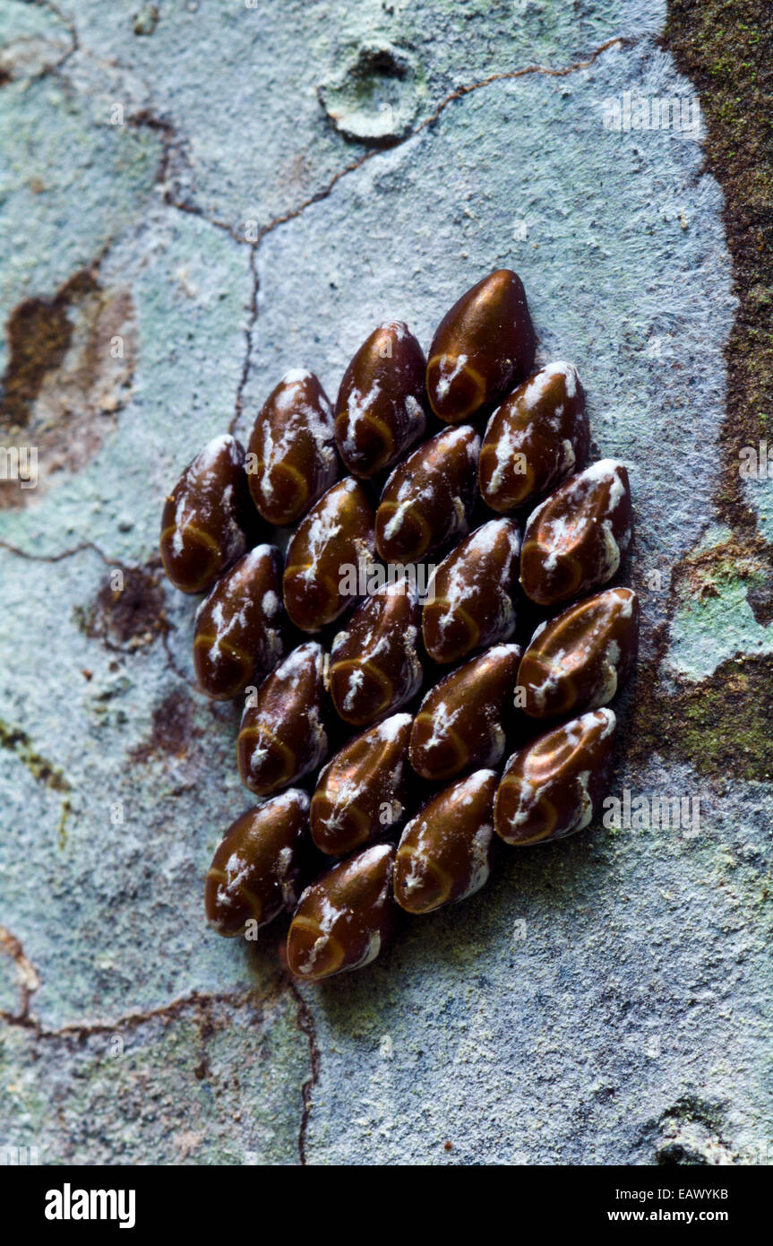 A cluster of butterfly eggs attached to a tree trunk in the Amazon