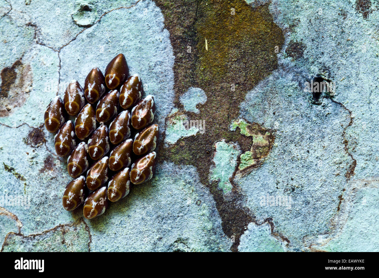 A cluster of butterfly eggs attached to a tree trunk in the Amazon