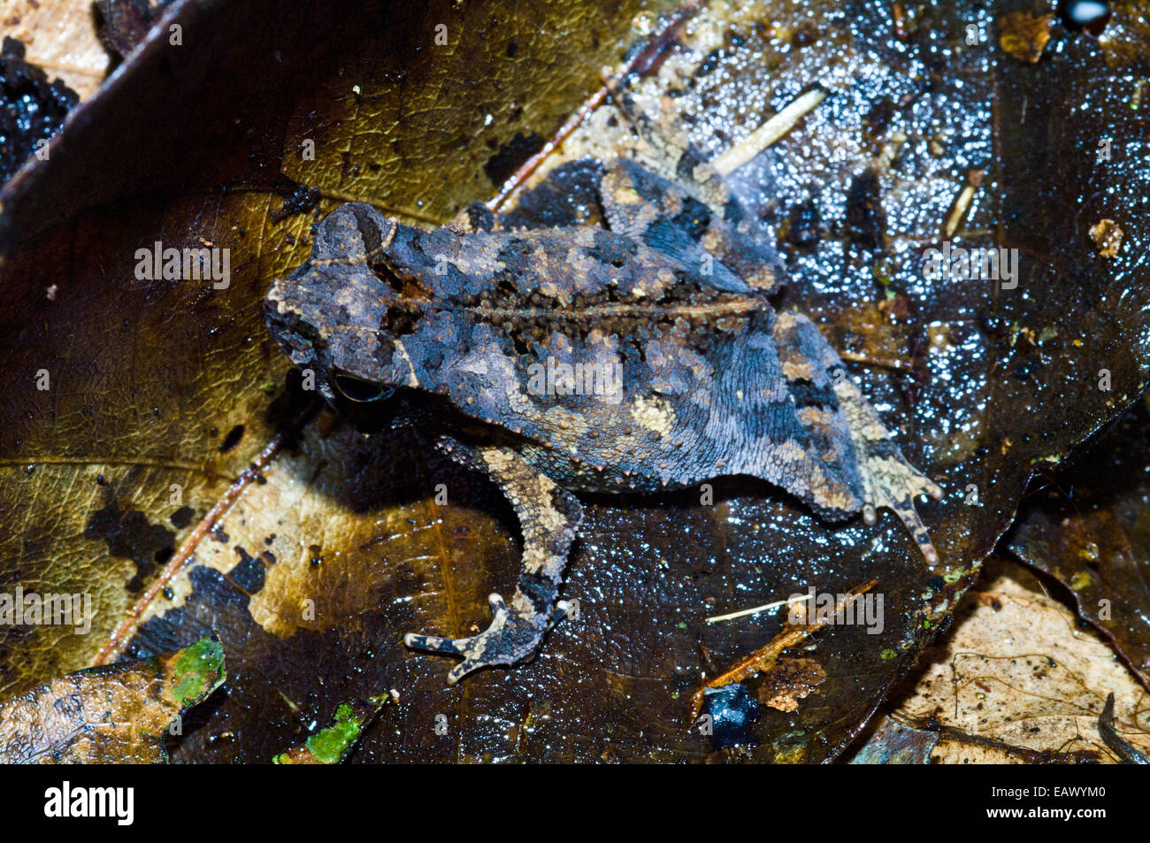 The cryptic coloration of the dead-leaf mimic toad, a leaf litter dweller. Stock Photo