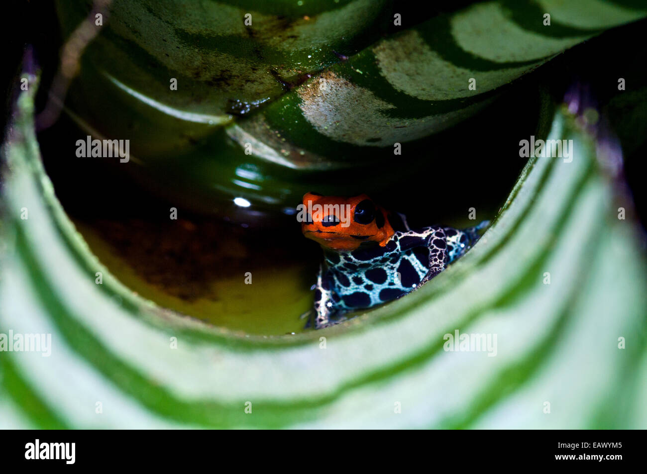 A new color morph of the Amazon dart frog makes its home in a bromeliad where it also breeds. Stock Photo