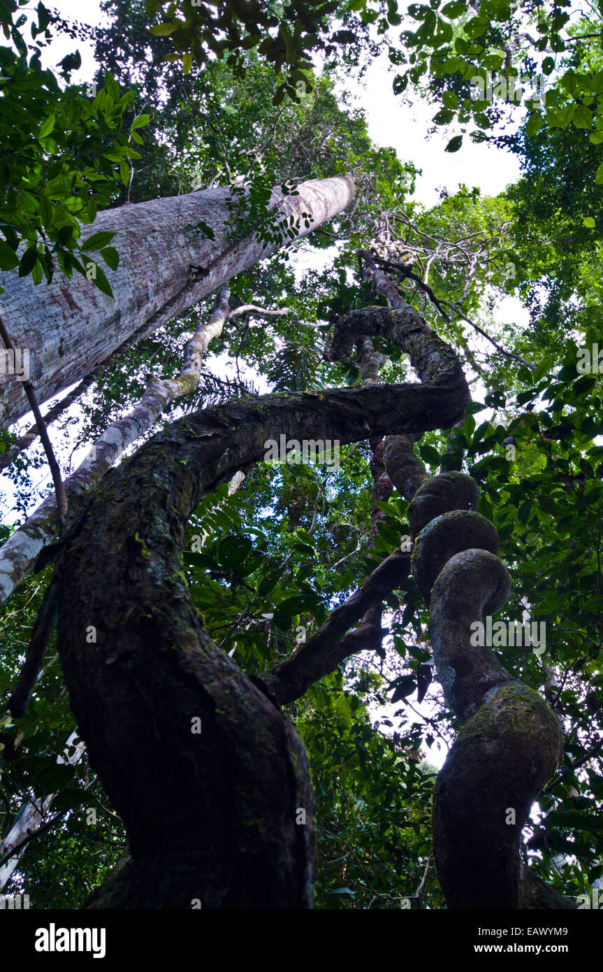 A spiral Paujil Chaqui Water Vine descending from the rainforest canopy transports upward. Stock Photo