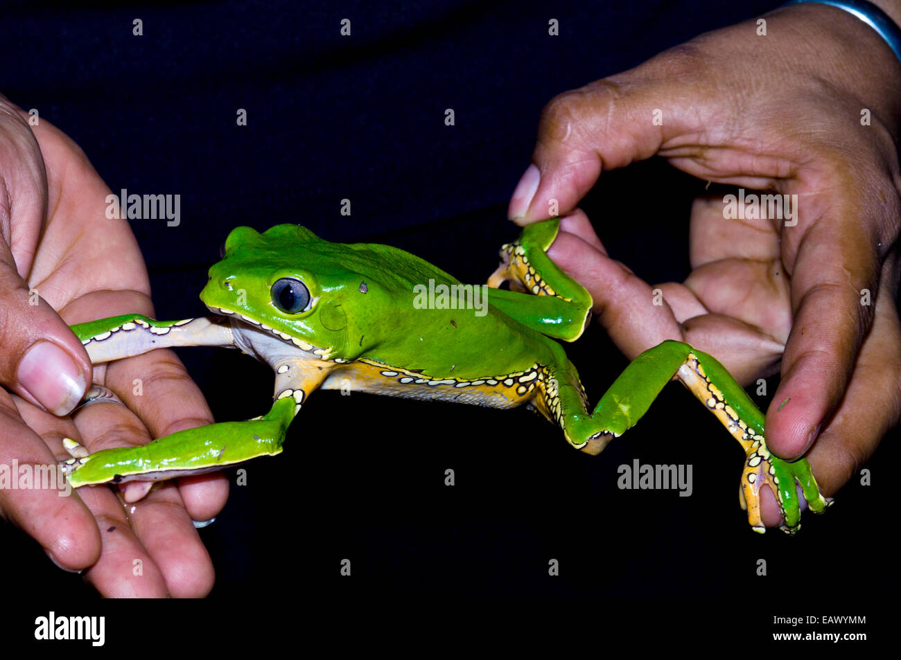 The long stretched out limbs of a bright green Giant Leaf Frog highlights its arboreal lifestyle. Stock Photo