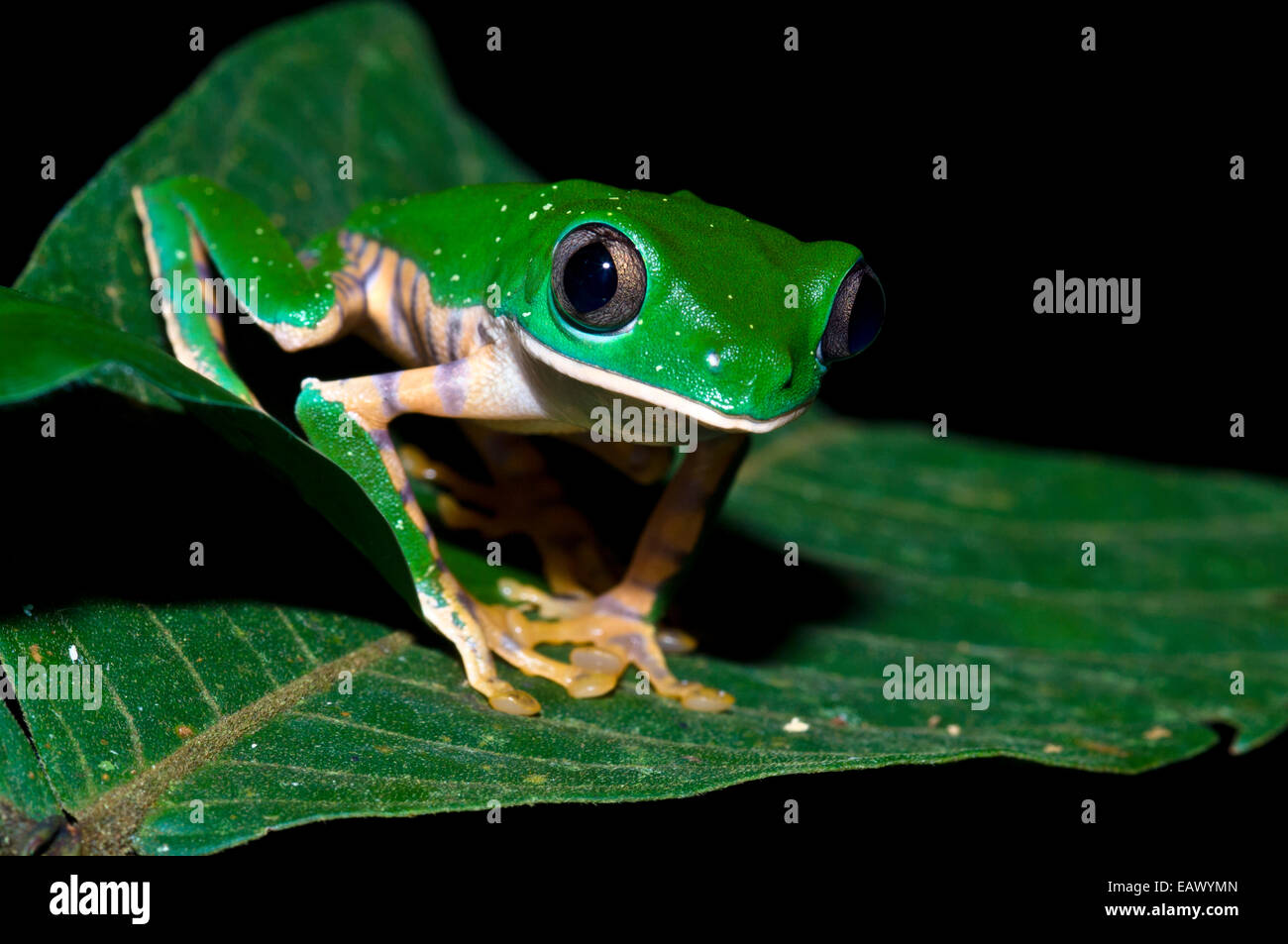 A bright green Barred Leaf Frog perched on an Inga leaf in the rainforest at night. Stock Photo