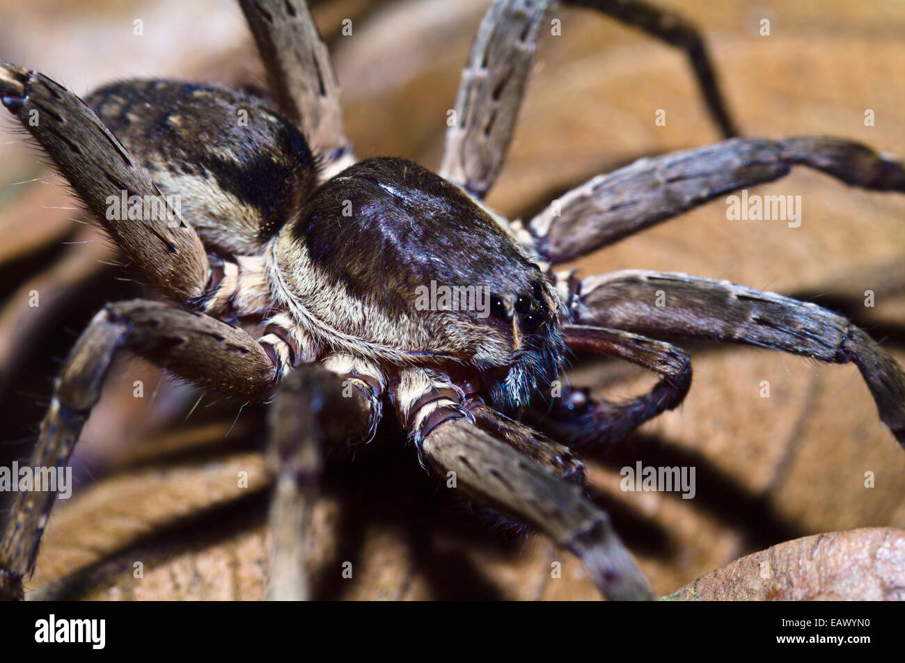 A Wolf Spider is an agile and fierce hunter searching for prey in the leaf litter. Stock Photo