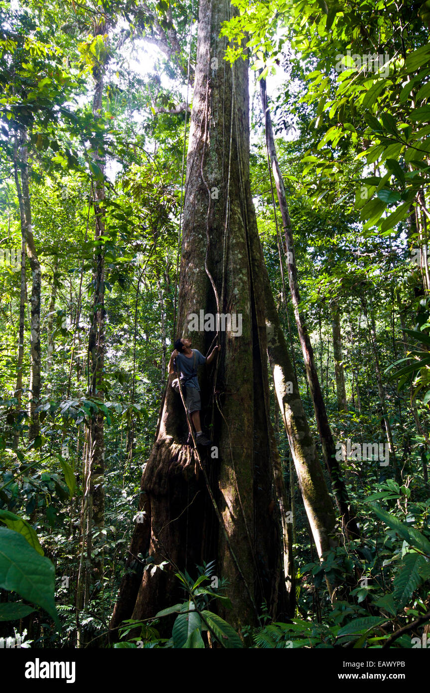 A naturalist and expedition guide climbing the trunk of an enormous tree in the Amazon rainforest. Stock Photo