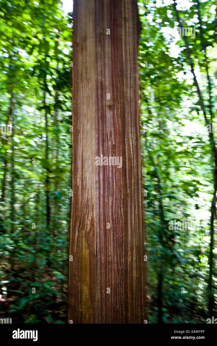 Linear bark lines on a tree trunk in the Amazon rainforest. Stock Photo