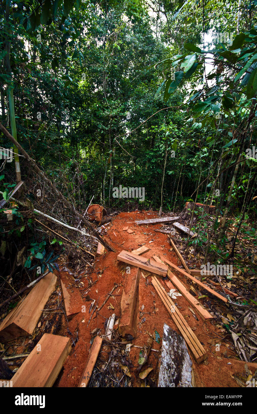 A pile of timber and sawdust left to rot after being illegally logged in  the Amazon rainforest Stock Photo - Alamy