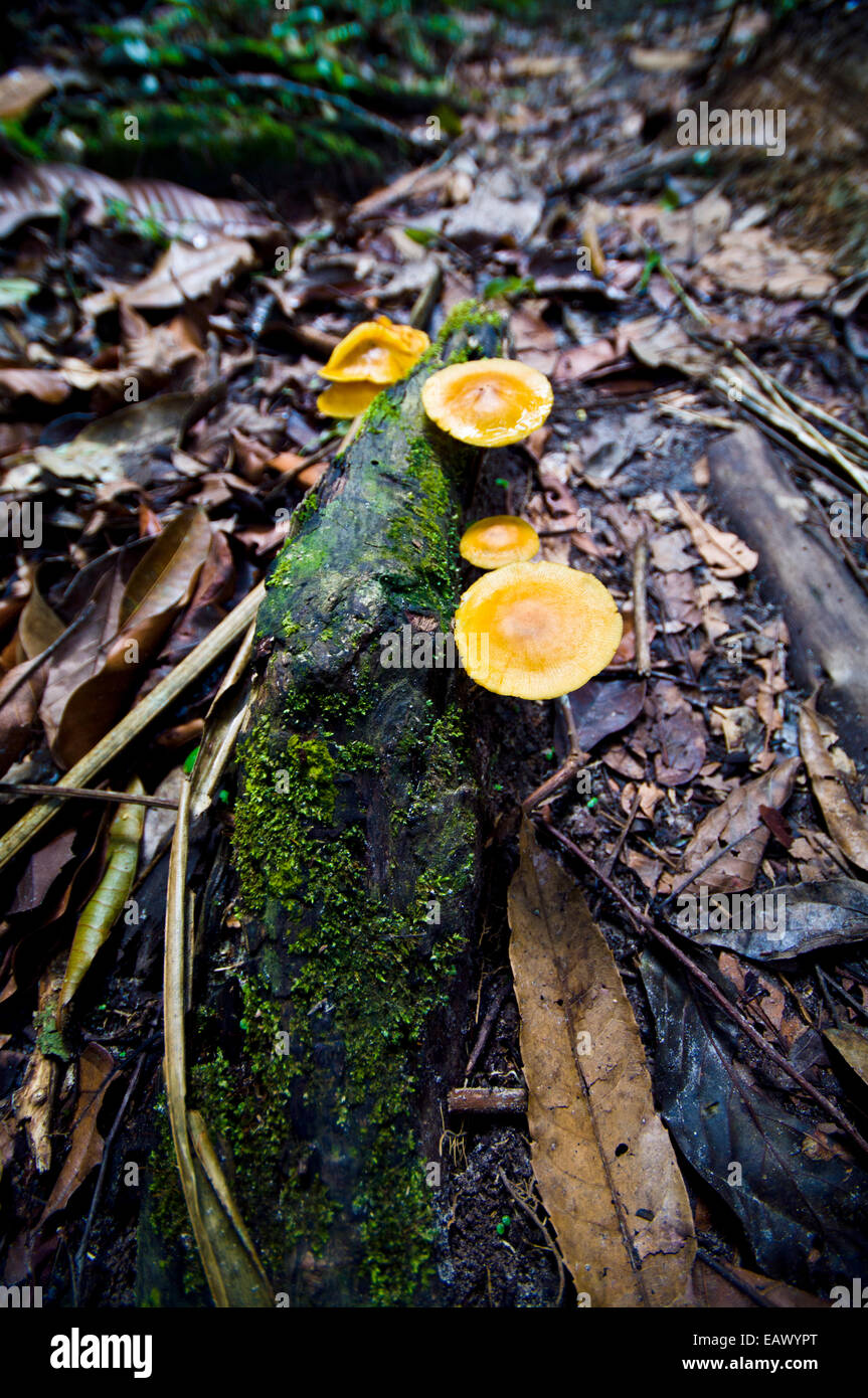 Bright orange fungi sprout from the leaf litter on the rainforest floor. Stock Photo