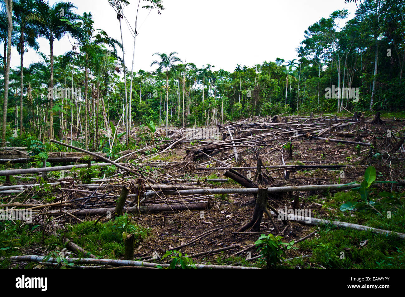 A stand of rainforest logged to create land for agriculture crops in the Amazon Basin. Stock Photo