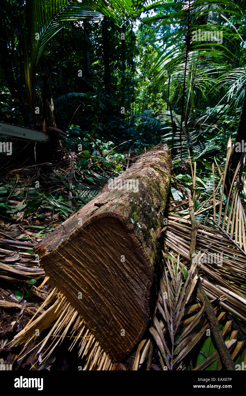 Tree cut down rainforest hires stock photography and images Alamy