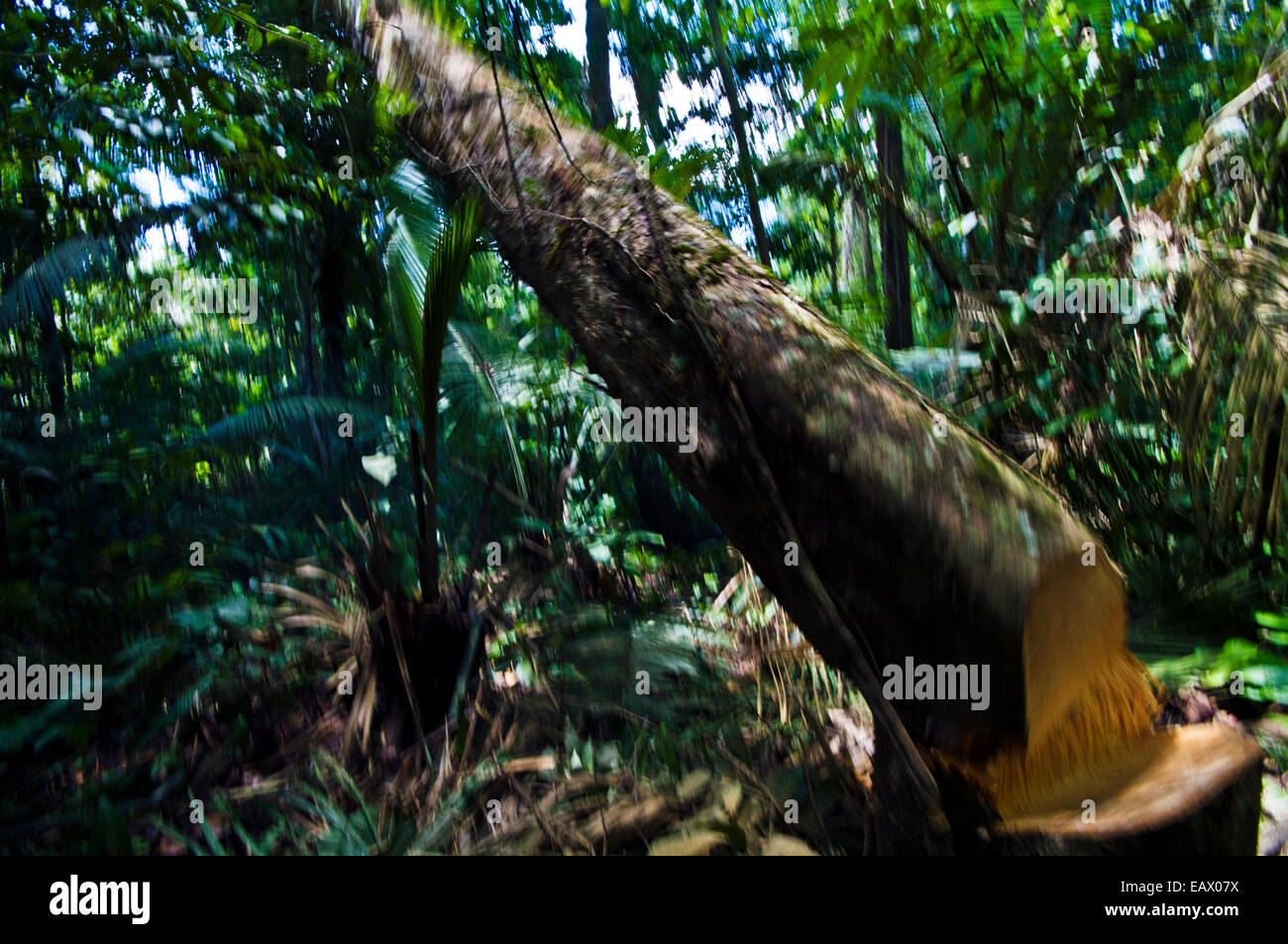 Tree cut down rainforest hires stock photography and images Alamy