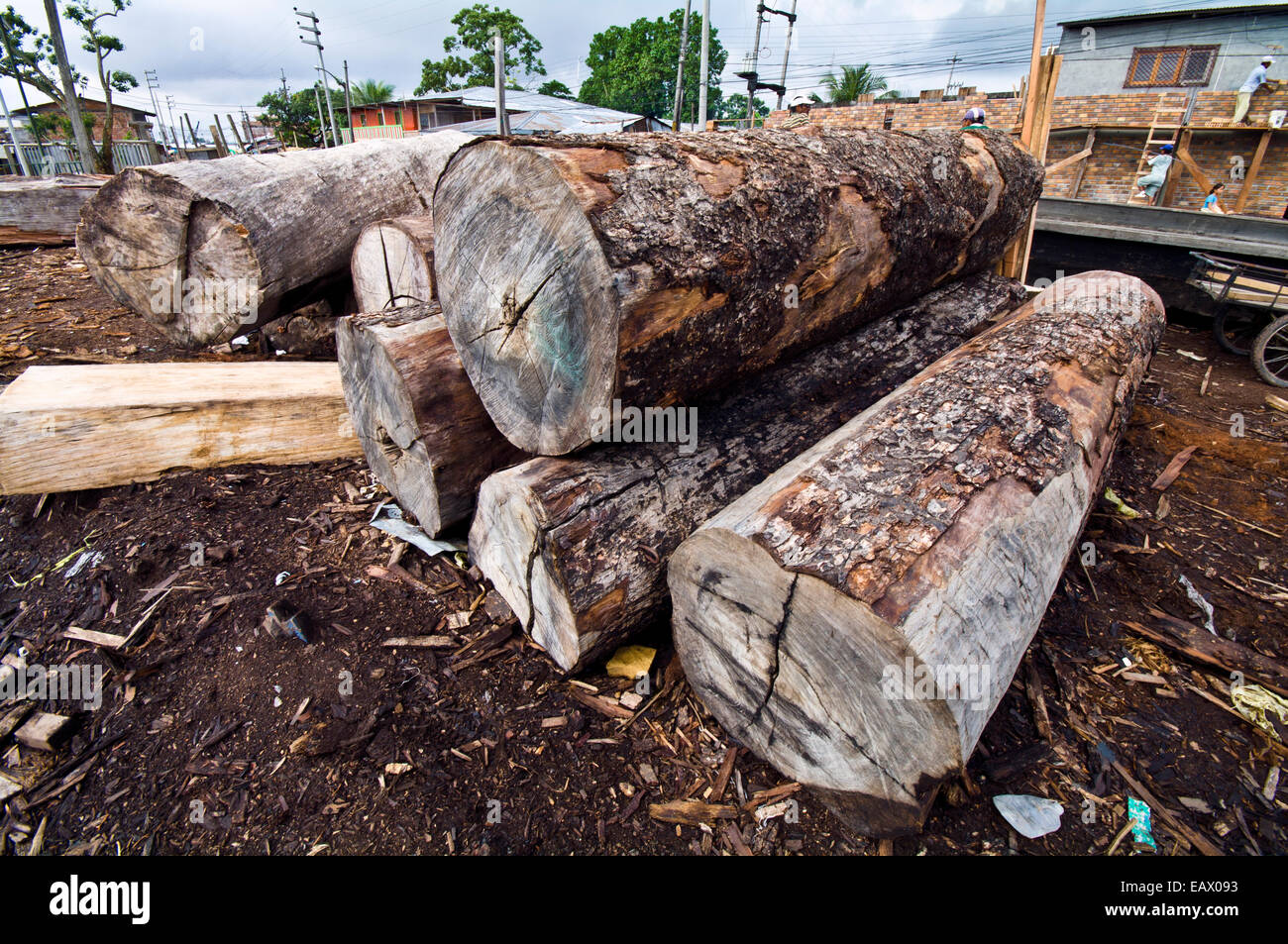 Logs cut from the Amazon rainforest waiting to be processed in a