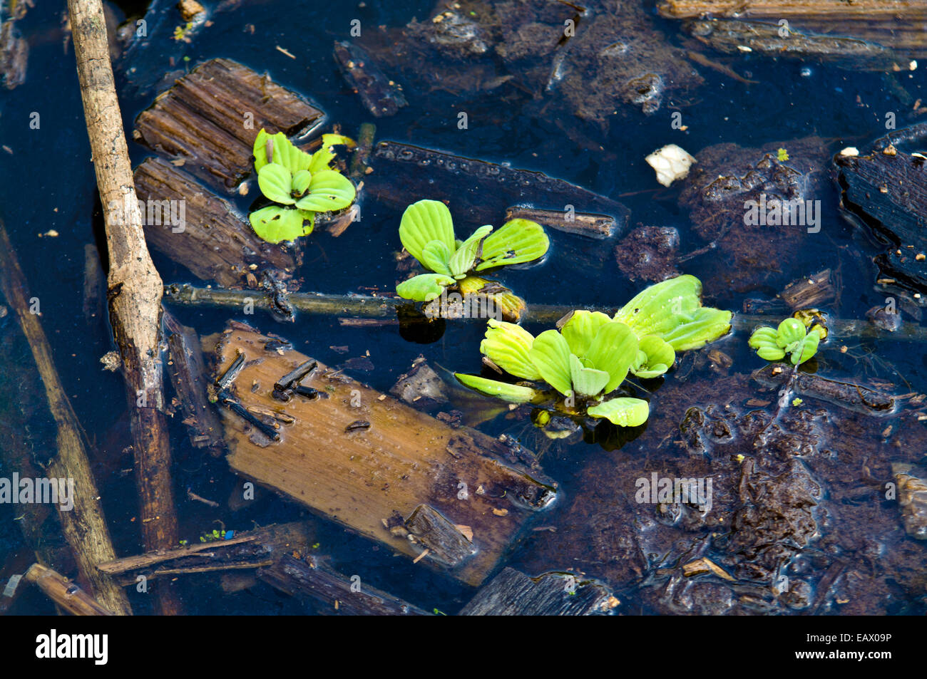 Water plants growing amongst logging mill pollution on the shore of the Amazon River. Stock Photo