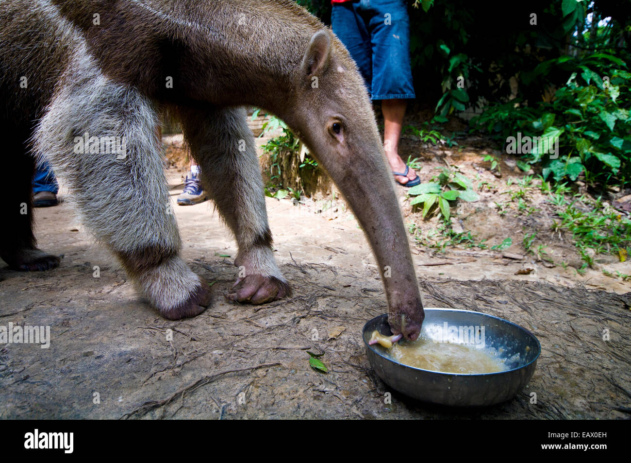 A giant anteater laps up an artificial diet after it was confiscated from poachers. Stock Photo