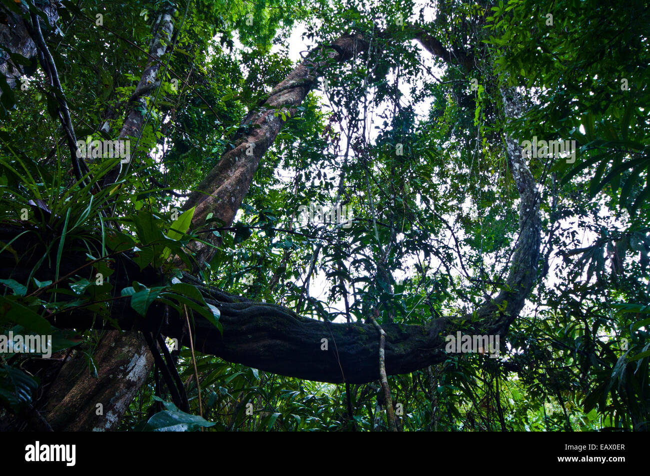 An enormous vine, covered in mosses and bryophytes, descending from the rainforest canopy. Stock Photo