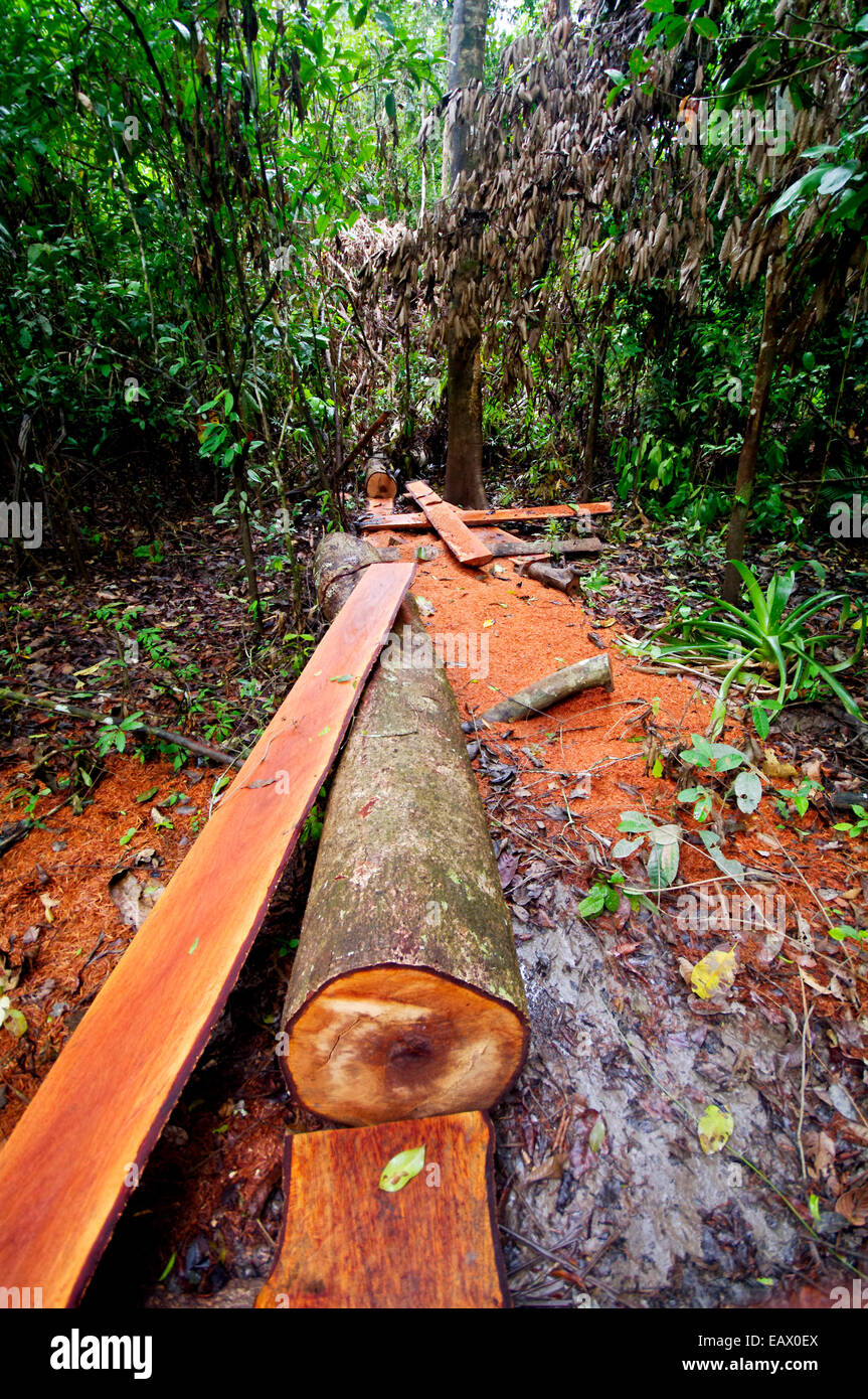Timber logs and planks in the rainforest from an abandoned logging operation. Stock Photo