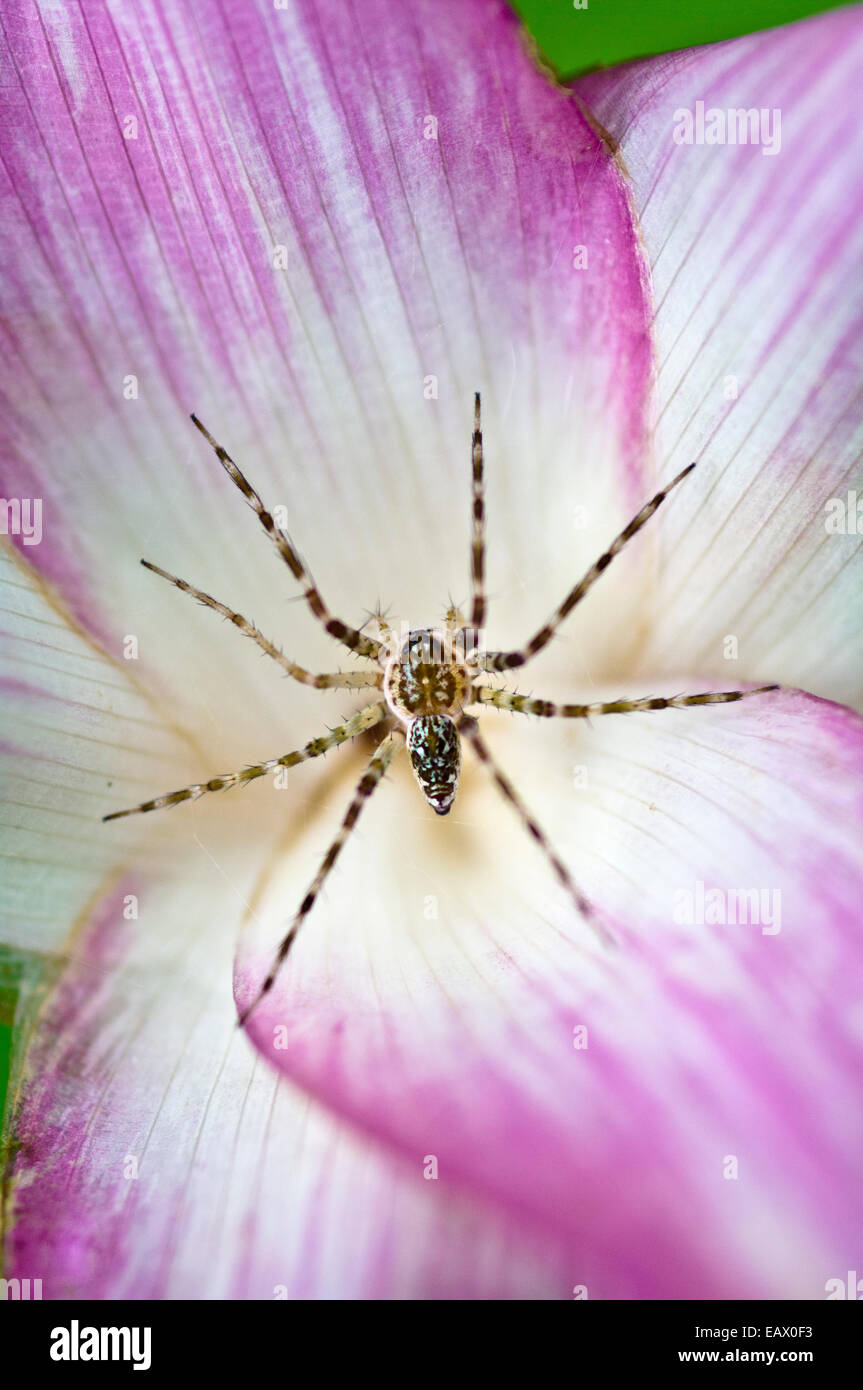 A tiny spider inside bright pink petals waits to ambush prey attracted to the flower. Stock Photo