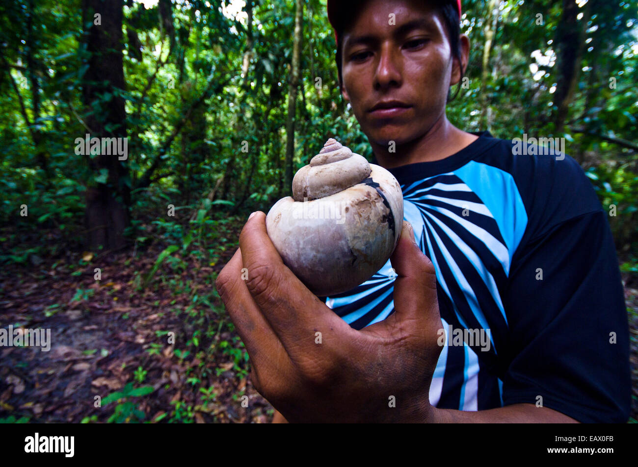 A villager in the rainforest holds a the sun-bleached shell of a Apple Snail. Stock Photo