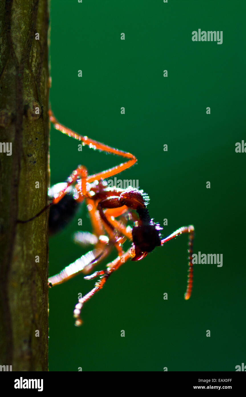 Amazon rainforest antennae hi-res stock photography and images - Alamy