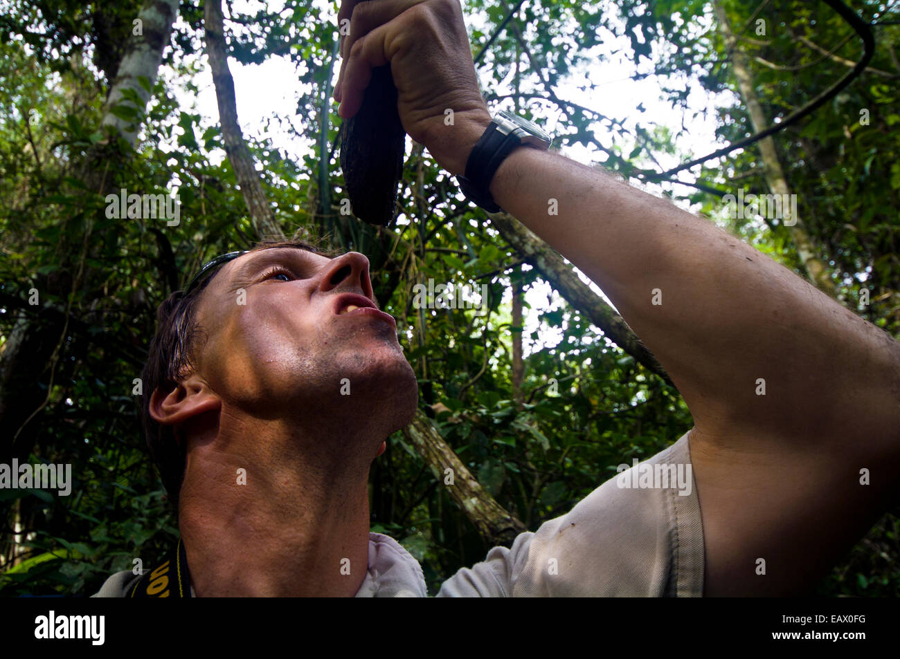 A wildlife conservationist and researcher drinking water from a Paujil Chaqui water vine. Stock Photo