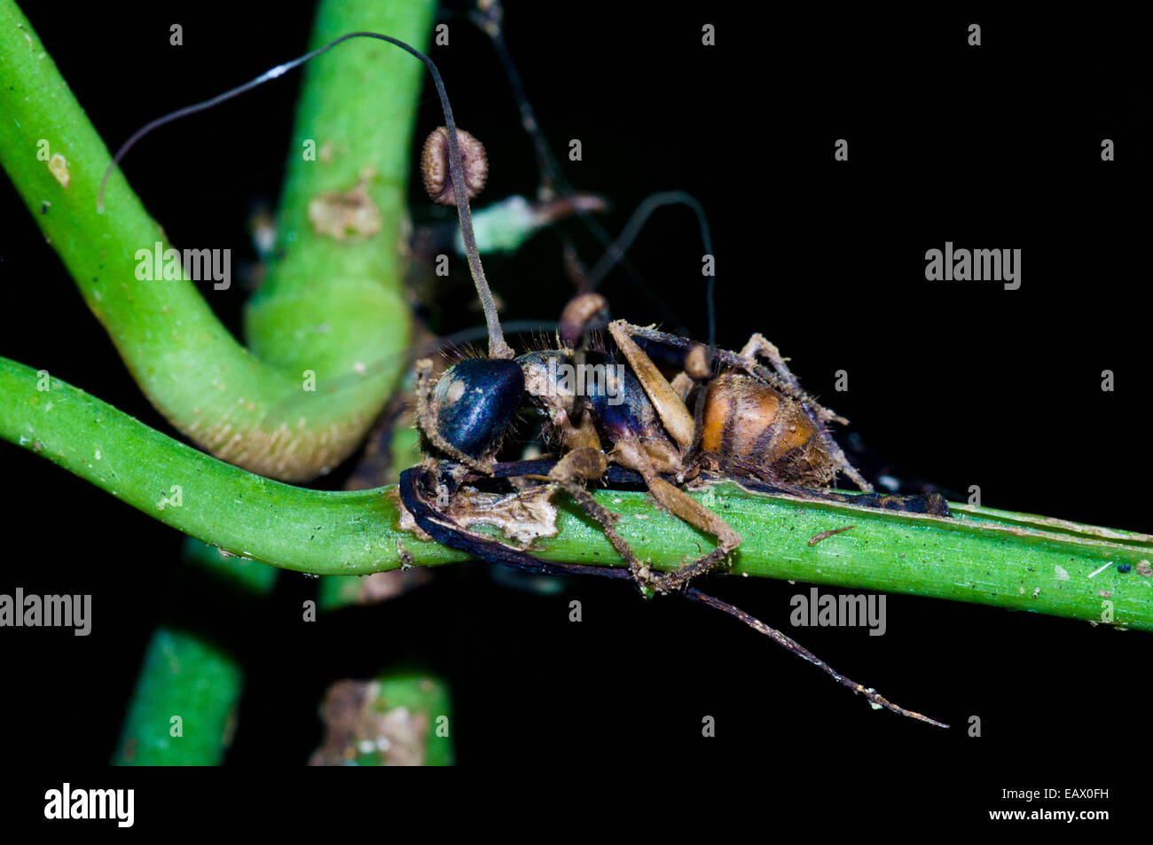 The fruiting bodies and spores of a fungi emerging from the body of a dead bee. Stock Photo