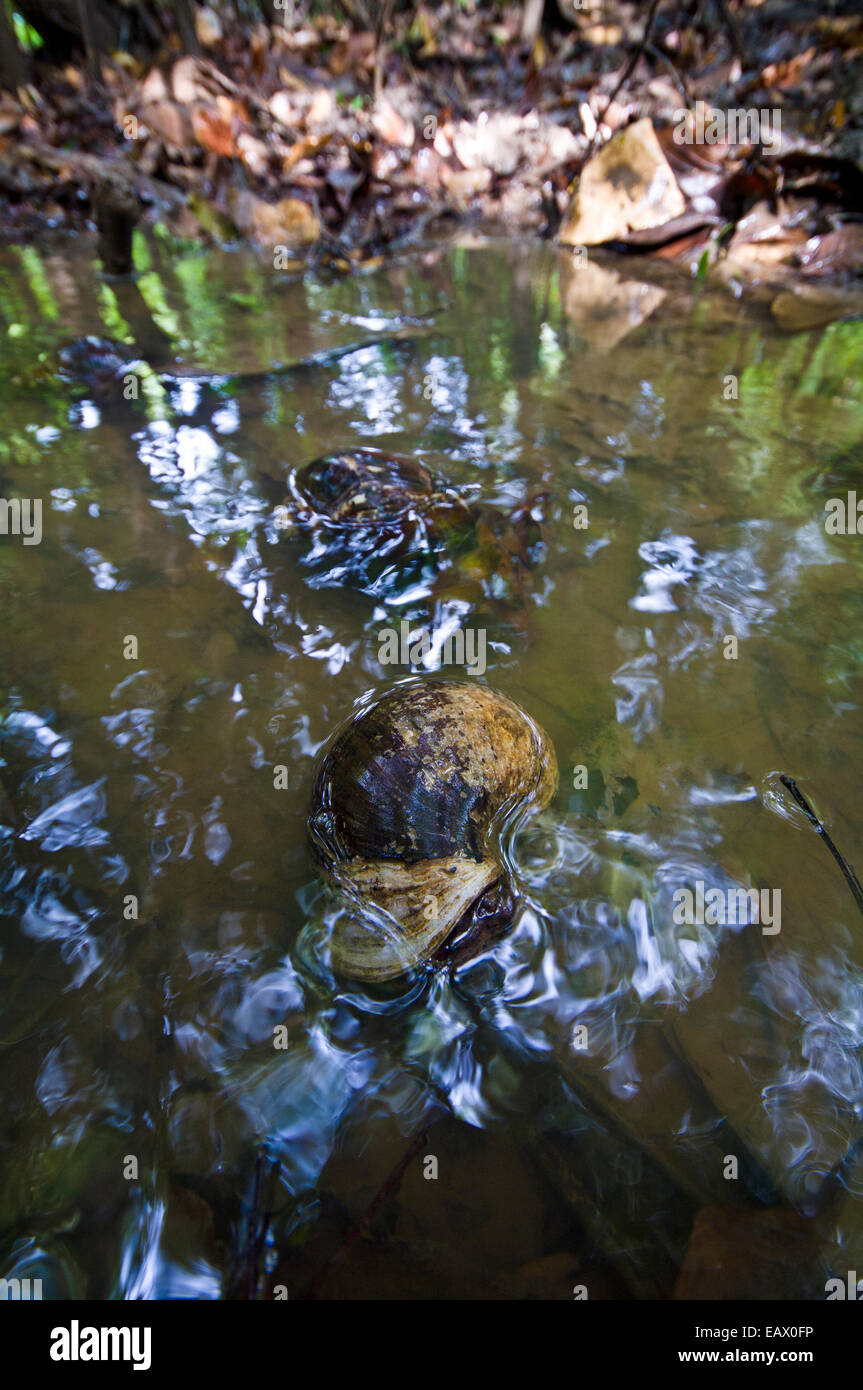 Spike-topped apple snails in a freshwater stream in the Amazon rainforest. Stock Photo
