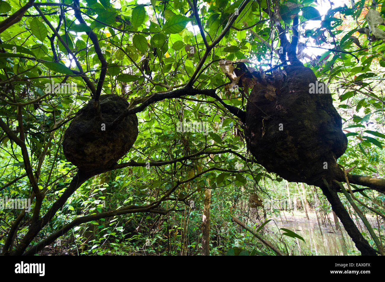 Termite nests built in the canopy of a tree over a flooded forest in