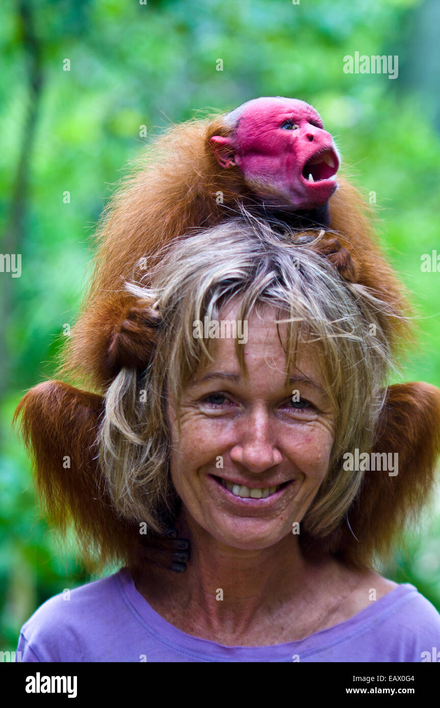 A bald uakari sitting on the head of a conservationist in the Amazon rainforest. Stock Photo