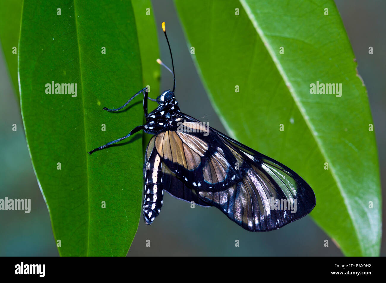 A freshly emerged Adina Clearwing Butterfly resting on a leaf whilst it's wings harden for flight. Stock Photo