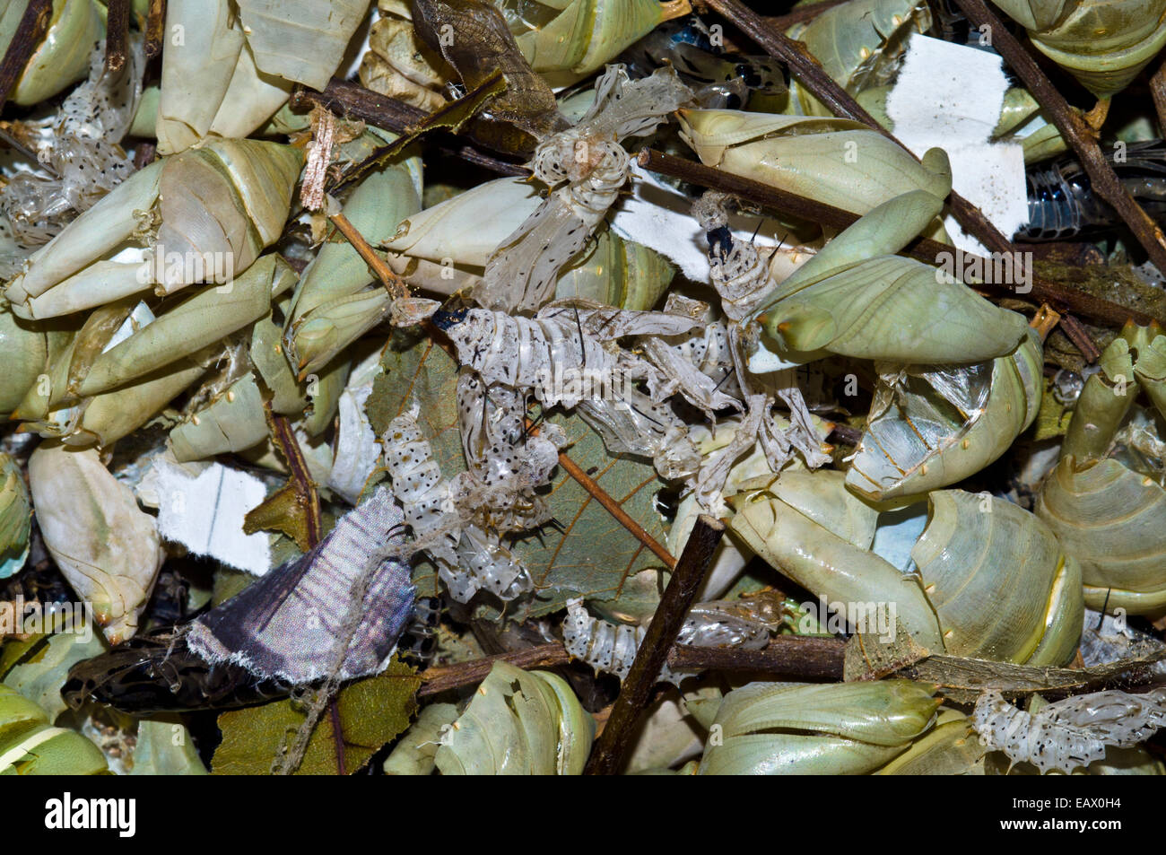A collection of discarded chrysalis after the pupa have emerged as butterfly. Stock Photo