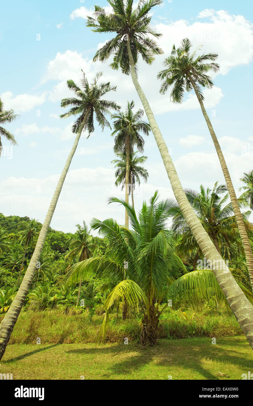 Panoramic color view of nice color misty tropical jungle Stock Photo ...