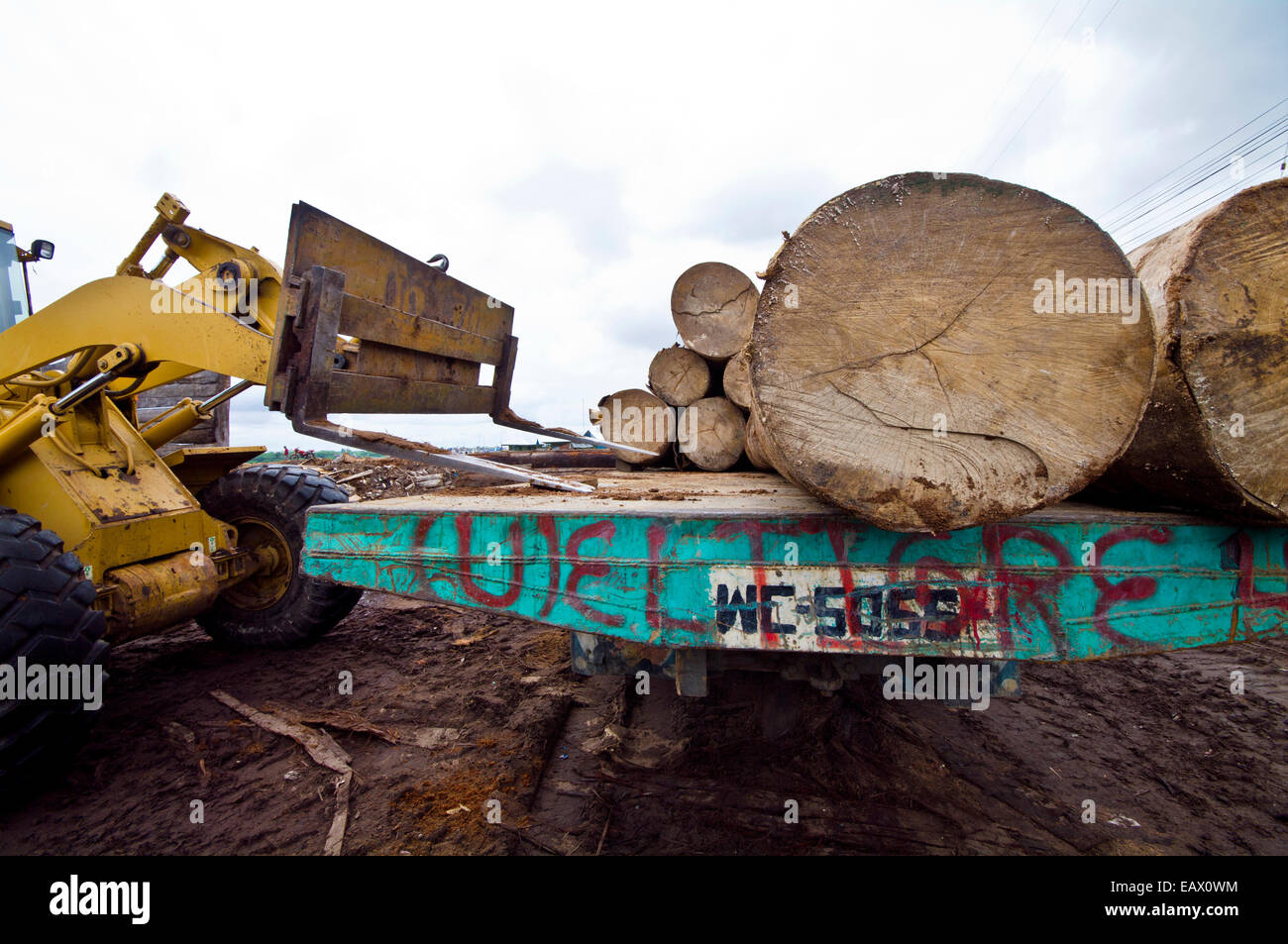 A telehandler loads logs from rainforest trees onto the tray of a truck for transport. Stock Photo