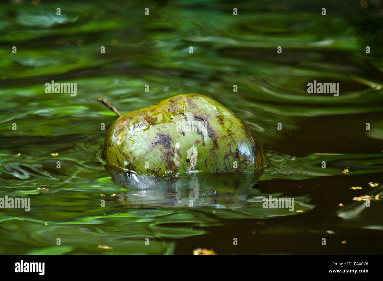 Coconut seed dispersal hires stock photography and images Alamy