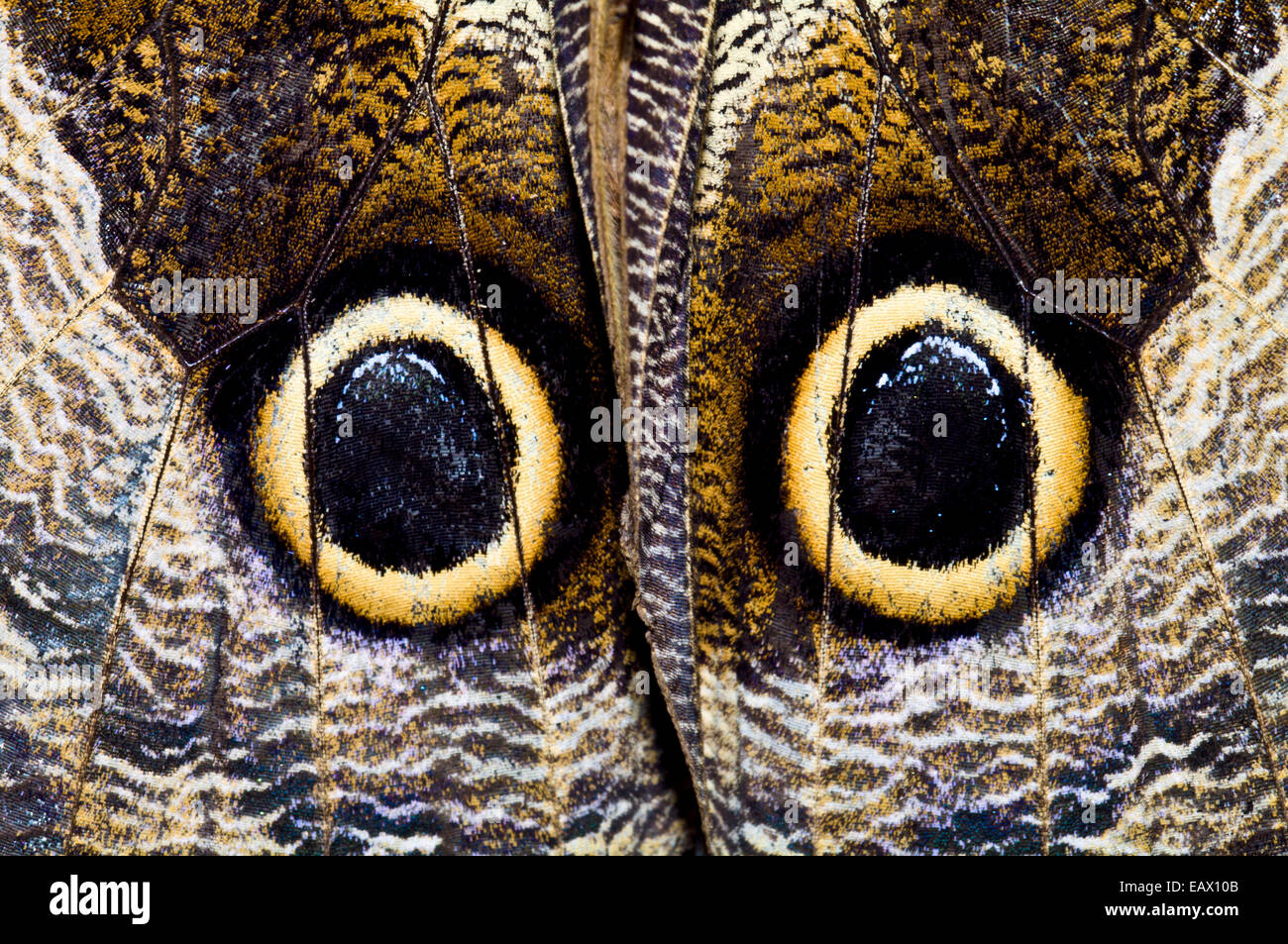 The wing markings of an Owl Butterfly look like giant eyes to predators