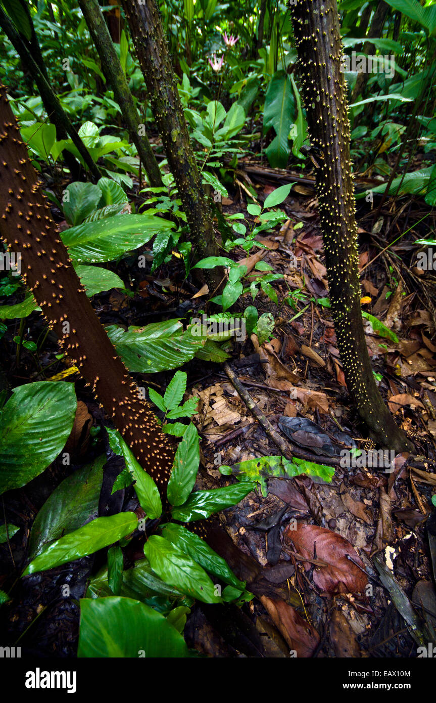 Large sharp spines protect the stilt roots of a Walking Palm from grazing predation in the Amazon Rainforest. Stock Photo