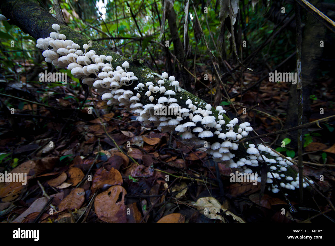 A colony of umbrella-shaped fungi growing on a tree trunk above leaf litter on the rainforest floor. Stock Photo